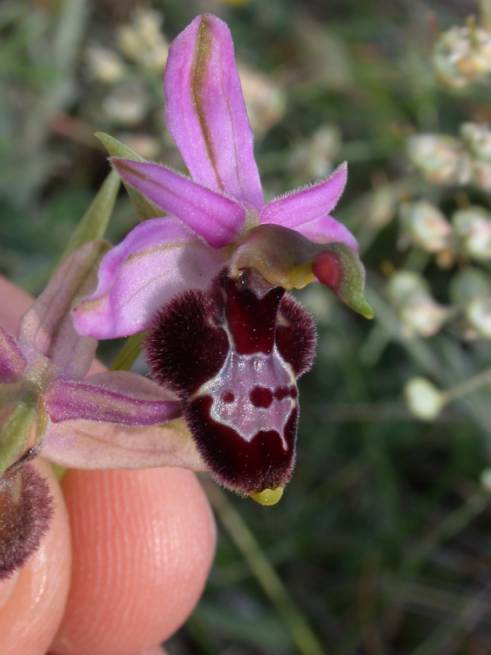 Ibrido: Ophrys bertolonii x O. apifera??